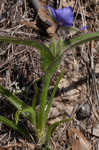 Hairyflower spiderwort